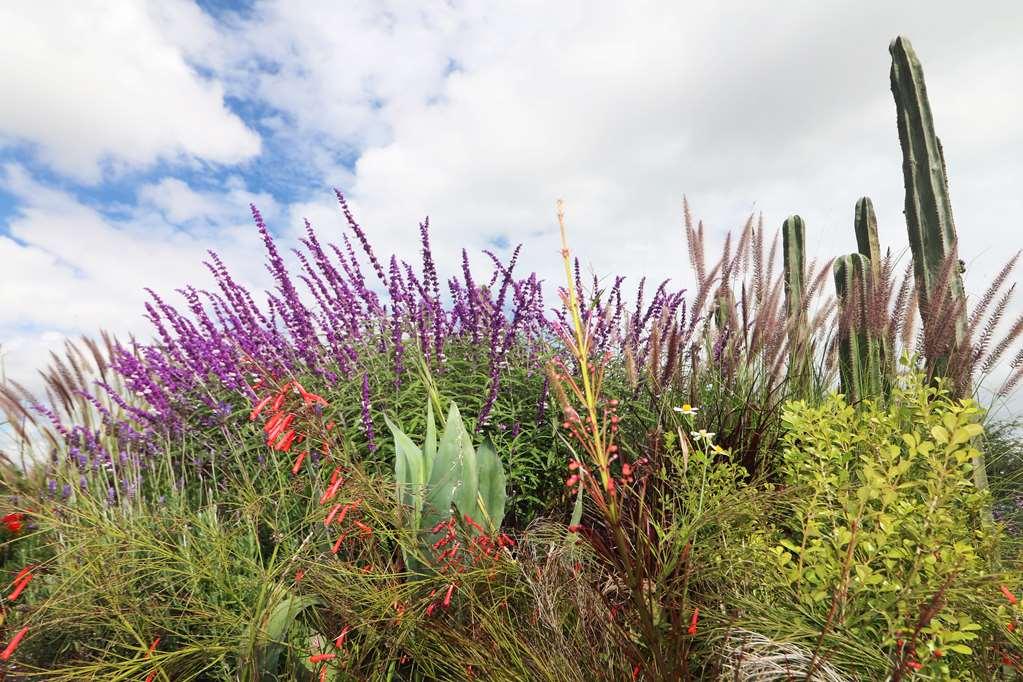 Albor San Miguel De Allende Tapestry Collection By Hilton San Miguel de Allende Exterior foto