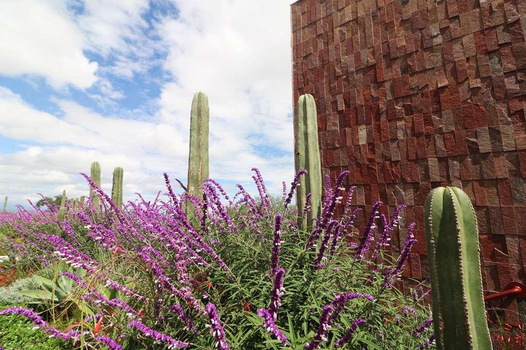 Albor San Miguel De Allende Tapestry Collection By Hilton San Miguel de Allende Exterior foto